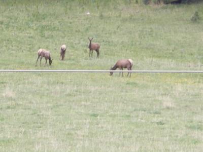 San Isabel Natl Forest - elk.jpg