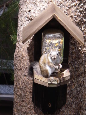 Lin  Bobs - squirrel in backyard.jpg