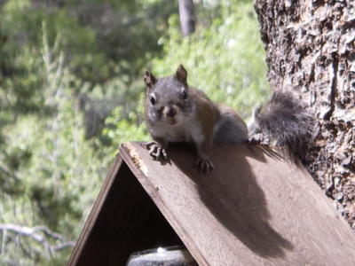 Lin  Bobs - squirrel in backyard 2.JPG