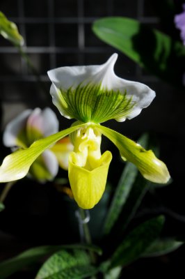 Green Orchid.jpg