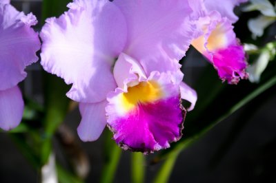 Pretty Purple Orchid.jpg