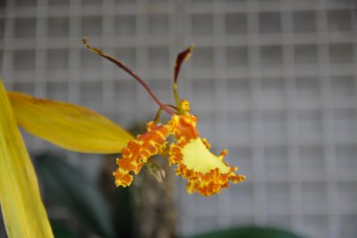 Wild Orchid.jpg