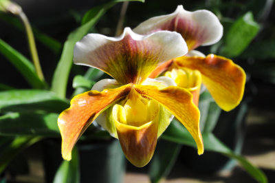 Yellow  Orchid.jpg