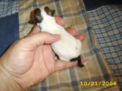 One Day Old (Back)