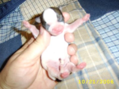 One Day Old (Front)