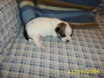 Almost a Month Old (1)