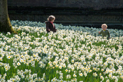 Bolton Abbey Daffodils
