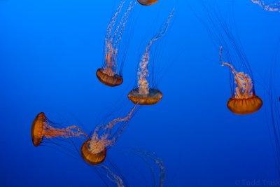 jellyfish.jpg