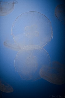 jellyfishx2.jpg