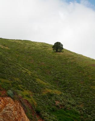 lone tree