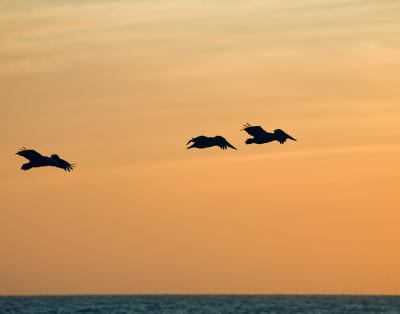 Marco sunset w/ pelicans
