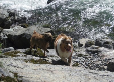 Skye Lea and Chuckie Playing on the Shore of the North Fork of the American