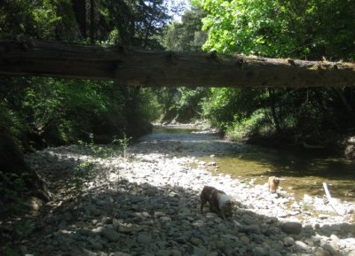  Indian Creek in Late Spring