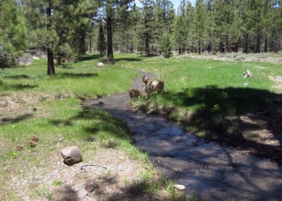 Follow This Little Stream to Wolf Creek Meadow