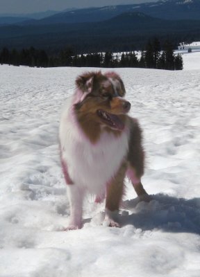Skye Lea on the Snow at Crater Lake