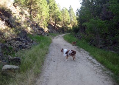 The Morning Walk at Cascade Lake