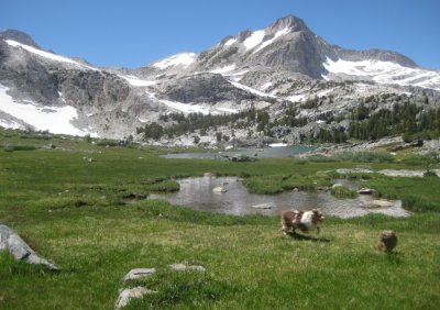 Chase Play in a Mountain Meadow