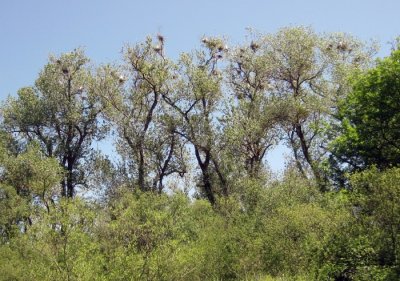 A Rookery of Egrets Along the Way