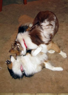 Fight Play with Bella