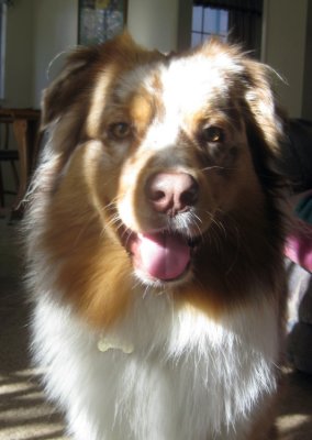 Most Wonderful Dog Skye Lea