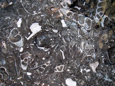 Fossil Rock