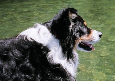 Larry's Good Dog Scout