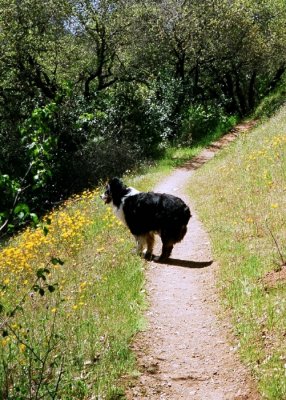 Scout on the Trail to Codfish Falls
