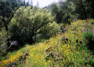 On the Trail to Codfish Falls