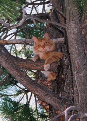 Kittie Kittie in a Tree on Kittie Kittie Island