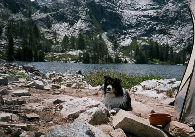 Scout on the Shore of Faucherie Lake