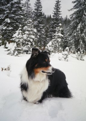 Scout at the Snow