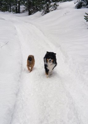 Chuckie and Scout on a Snow Walk