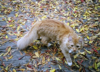 Kittie Kittie on Autumn Leaves