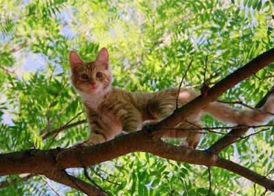 Kittie Kittie in His Favorite Tree