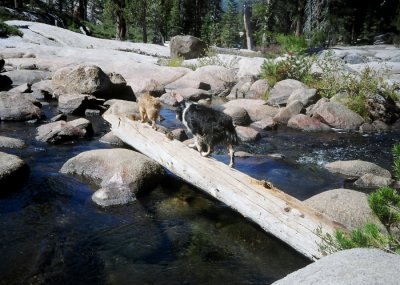 Chuckie and Scout Cross the Stanislaus