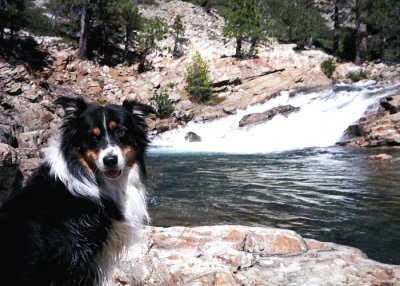 Scout Alongside a Pool on Cascade Creek