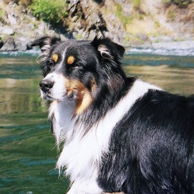 Most Wonderful Good Dog Scout on the Trinity