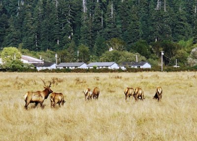 Elk on the Oregon Coast