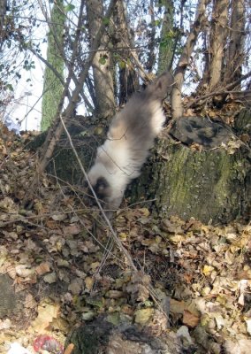 Coming Out for His Recently Regular Breakfast