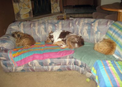All the Boys Snoozing