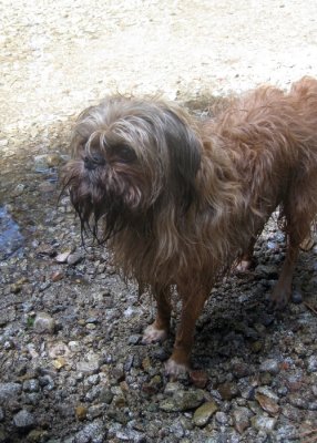 Chuckie: A Fine Example of a Brussels Griffon Mountain Dog