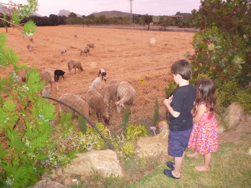 Goats On An Evening Visit