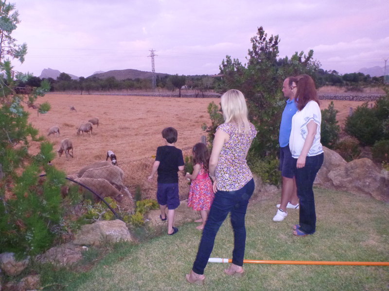 Goats On An Evening Visit