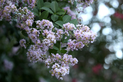 July92011_8315.jpg