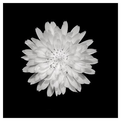 Texas Wild Flower