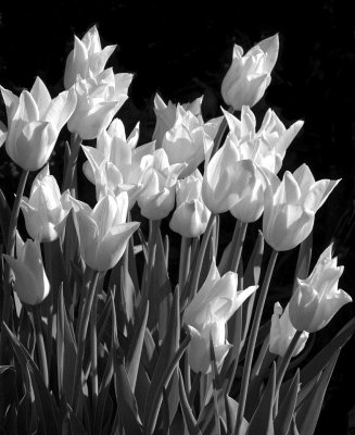 LPS012_Whitte Tulips in BW