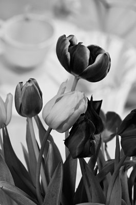 LPS018_TULIPS I