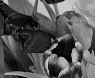 LPS019_Tulips II