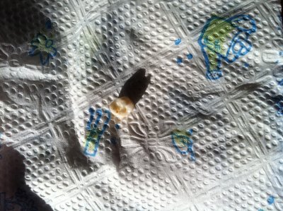 Js baby tooth 2.JPG