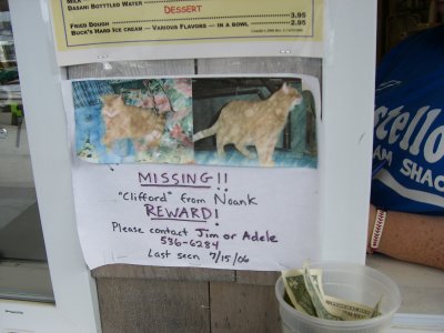 missing cat 2.JPG